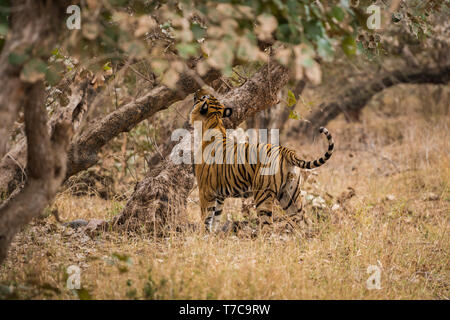 Un royal bengala tigre maschio sulla passeggiata per la marcatura di profumo nel suo territorio. in roaming nella giungla strada di attraversamento. Un profilo laterale di tiger a ranthambore nazione Foto Stock