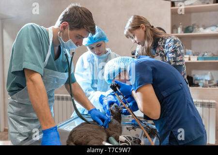 Il pet chirurghi team ne rendono difficile il funzionamento. Gatto sotto anestesia generale sul tavolo operatorio. Foto Stock