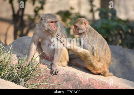 Assicurando la mano sulla spalla : un giovane macaco rhesus monkey con una femmina adulta insieme a riposo con sfondo sfocato - Assurance e il concetto di amore Foto Stock