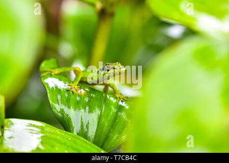 Lizard in foglia - Chiudere fino al bellissimo animale nella grean leaf Foto Stock