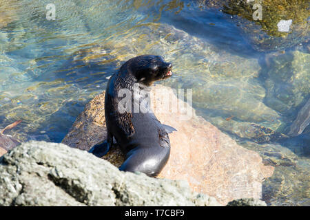 Guadalupe pelliccia sigillo (Arctocephalus townsendi), una specie in via di estinzione a causa della caccia commerciale alla, adagiata sulla riva rilassarsi e socializzare Foto Stock