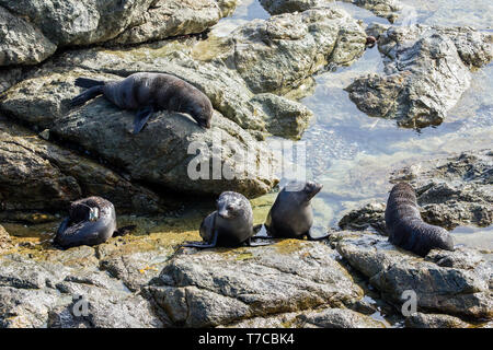 Guadalupe pelliccia sigillo (Arctocephalus townsendi), una specie in via di estinzione a causa della caccia commerciale alla, adagiata sulla riva rilassarsi e socializzare Foto Stock