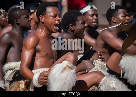 Zulu ballerini culturali mostrare la loro passione e si sposta al waterfront a Durban, Sud Africa. Foto Stock