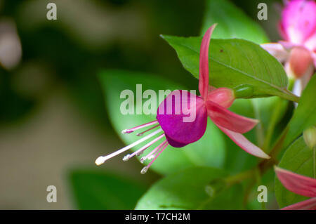 Primo piano di una fioritura Fuchsia magellanica comunemente noto come il colibrì fuchsia o hardy fucsia, è una specie di pianta flowering in famiglia E Foto Stock