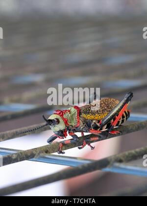 Schiuma Koppie / pacchiano grasshopper. Grasshopper colorati / locust fotografata al Blyde River Canyon, Sud Africa. Foto Stock