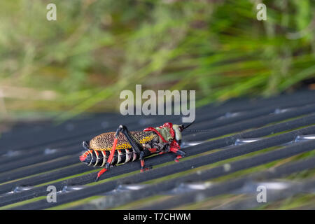 Schiuma Koppie / pacchiano grasshopper. Grasshopper colorati / locust fotografata al Blyde River Canyon, Sud Africa. Foto Stock