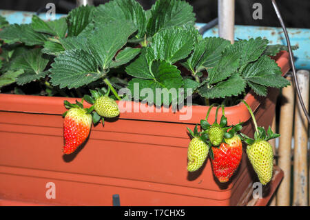 Cresciuto in casa strawberry patch in un giardino. Fotografato in Israele nel mese di aprile Foto Stock