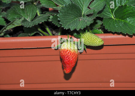 Cresciuto in casa strawberry patch in un giardino. Fotografato in Israele nel mese di aprile Foto Stock