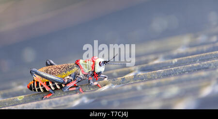 Schiuma Koppie / pacchiano grasshopper. Grasshopper colorati / locust fotografata al Blyde River Canyon, Sud Africa. Foto Stock