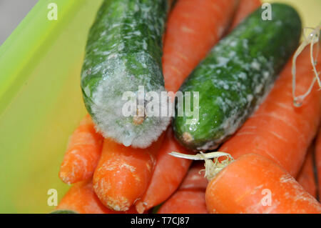 Ammuffito frigo memorizzato il cetriolo. Close-up di stampo (Rhizopus sp.) che cresce su un cetriolo. Il cetriolo è diventata ricoperta con micelio fungino, un netwo Foto Stock