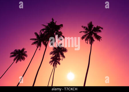 Tramonto tropicale palme sagome Foto Stock