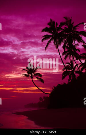 Tropical beach at dusk after vivid exotic sunset palm trees hang over the water Foto Stock