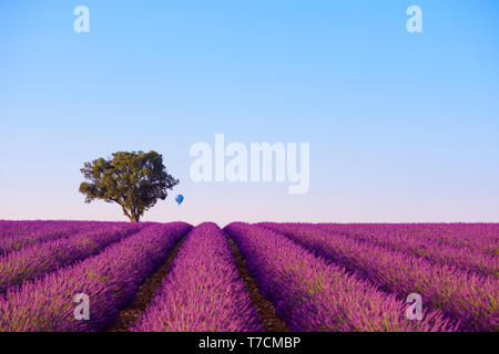 Righe di cespugli di lavanda con lonely tree e aria mongolfiere a Valensole Francia focus sulla collina e albero Foto Stock