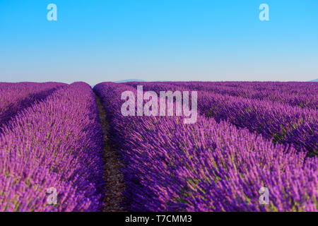 Campo di lavanda righe della splendida fioritura cespugli di lavanda e cielo blu Foto Stock