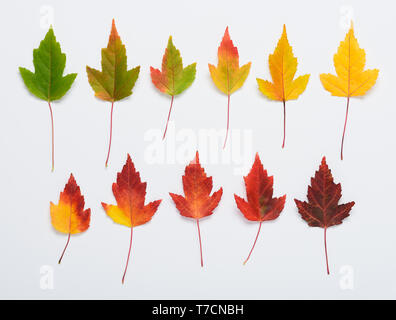 Cadono le foglie di autunno impostato da verde a rosso scuro gradiente laici flat top view Foto Stock