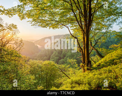 Sunrise e bella vista orizzontale sopra la gola e la valle da Kopparhatten, Soderasen parco nazionale,Skane, Svezia. Foto Stock