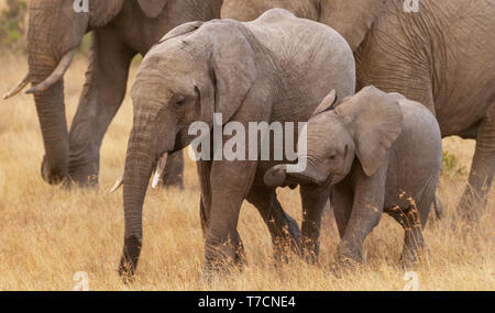 Famiglia di elefante di quattro 2 due simpatici vitellini giocare felicemente in erba dorata Ol Pejeta Conservancy Kenya Africa Orientale Sfondo salvaschermo Foto Stock