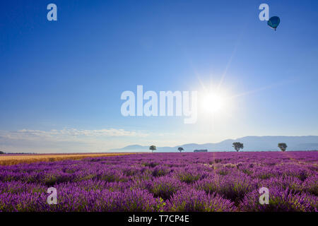 Sunrise over blooming campo di lavanda in Provenza Francia Foto Stock