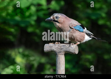 Un jay appollaiato su un vecchio giardino maniglia a forcella Foto Stock