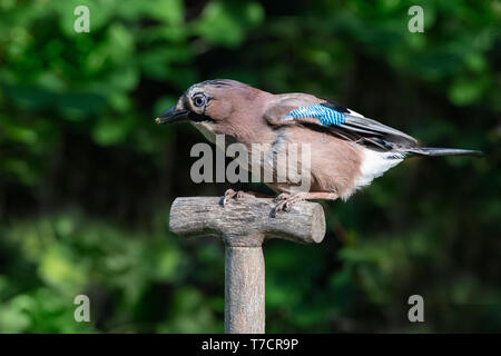 Un jay appollaiato su un vecchio giardino maniglia a forcella Foto Stock