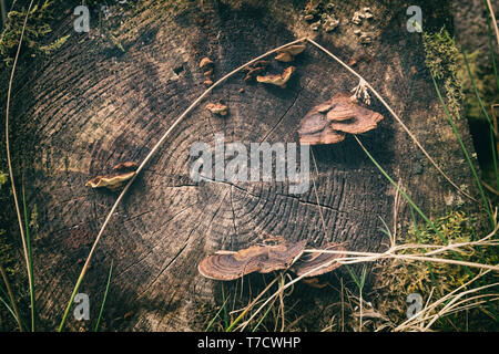 Funghi sui vecchi weathered tronco di albero, vista ravvicinata Foto Stock