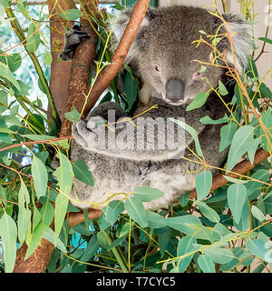 Bellissimo il koala appollaiato su un albero in cerca di foglie di mangiare osservando il fotografo, Australia occidentale Foto Stock