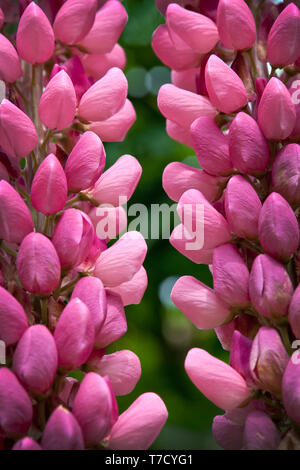 Una coppia di rosa fioritura delle piante di Lupin Foto Stock