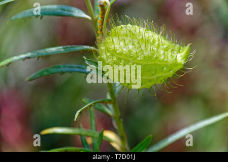 Il baccello di seme della pianta del cigno, la forma simile ad un cigno, dando alla pianta il suo nome comune Foto Stock