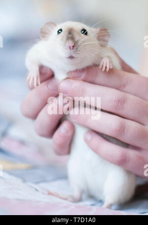 Decorativo ratto Siamese nelle mani di una donna Foto Stock