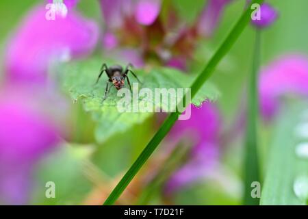 Bella ripresa macro di ant su foglia di erba. Naturale sfondo colorato. Foto Stock