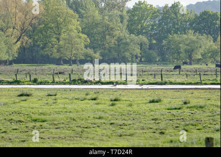 Feldweg am Steinhuder Meer,Winzlar,Bassa Sassonia Foto Stock