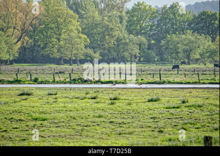 Feldweg am Steinhuder Meer,Winzlar,Bassa Sassonia Foto Stock