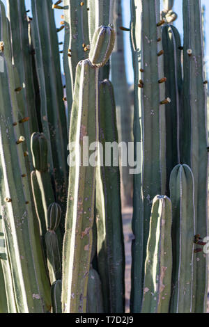 Senita Cactus (Lophocereus schottii) cresce in Tucson, Arizona, Stati Uniti d'America Foto Stock