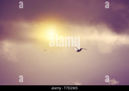 Gabbiani volare e in bilico verso il sole contro un moody drammatico sfondo con cielo nuvoloso Foto Stock