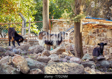 Nero capelli turco capre in piedi sulle rocce in una zona rurale Foto Stock