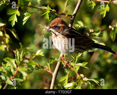 Femmina Reed Bunting (Emberiza schoeniclus) la raccolta di materiale di nidificazione, Oxfordshire Foto Stock