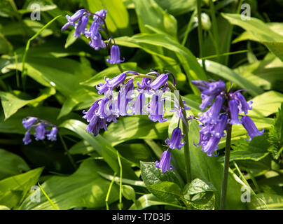 Bluebells comune e aglio selvatico a Larmer Tree Gardens,WILTSHIRE REGNO UNITO Foto Stock