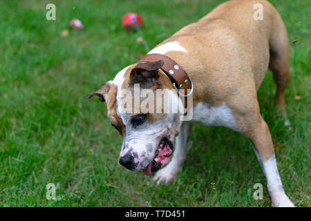 Amstaff è giocare con l'acqua da un tubo da giardino. Cane mops e allegri salti su un verde prato primavera. Foto Stock