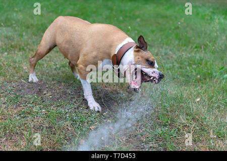 Amstaff è giocare con l'acqua da un tubo da giardino. Cane mops e allegri salti su un verde prato primavera. Foto Stock