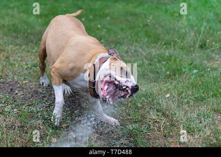 Amstaff è giocare con l'acqua da un tubo da giardino. Cane mops e allegri salti su un verde prato primavera. Foto Stock