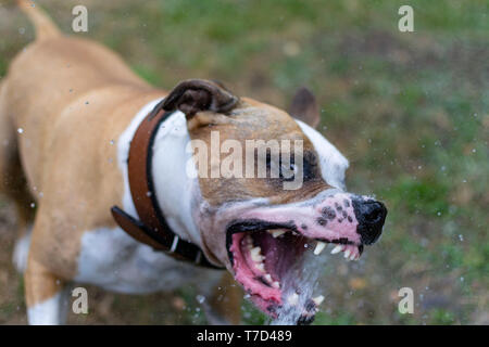 Amstaff è giocare con l'acqua da un tubo da giardino. Cane mops e allegri salti su un verde prato primavera. Foto Stock