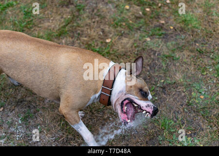 Amstaff è giocare con l'acqua da un tubo da giardino. Cane mops e allegri salti su un verde prato primavera. Foto Stock