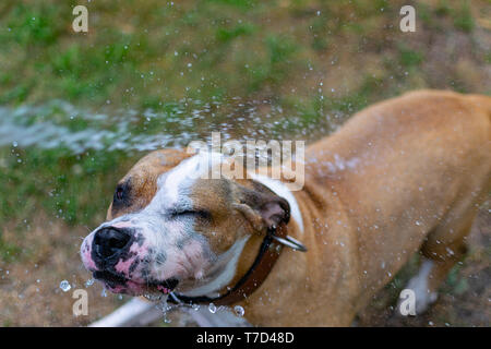 Amstaff è giocare con l'acqua da un tubo da giardino. Cane mops e allegri salti su un verde prato primavera. Foto Stock