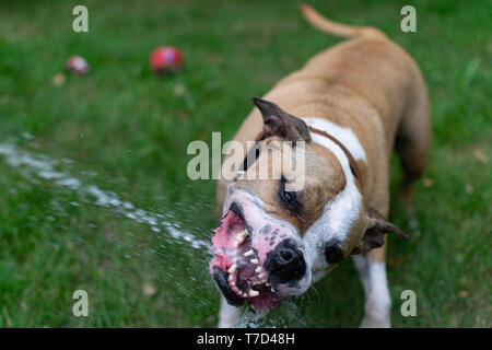 Amstaff è giocare con l'acqua da un tubo da giardino. Cane mops e allegri salti su un verde prato primavera. Foto Stock