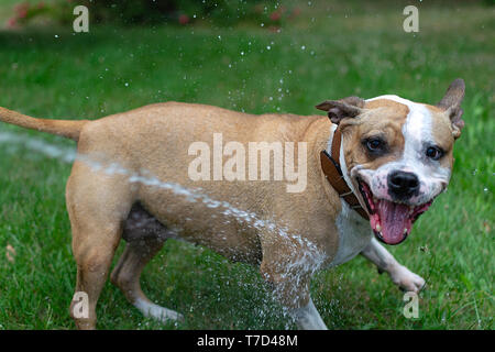 Amstaff è giocare con l'acqua da un tubo da giardino. Cane mops e allegri salti su un verde prato primavera. Foto Stock