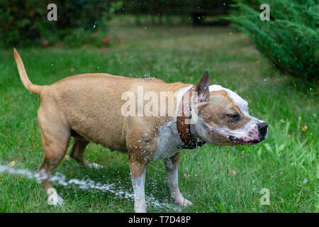 Amstaff è giocare con l'acqua da un tubo da giardino. Cane mops e allegri salti su un verde prato primavera. Foto Stock