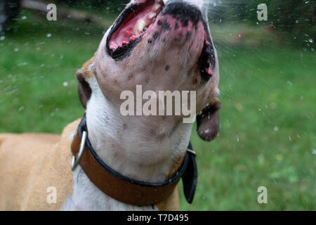 Amstaff è giocare con l'acqua da un tubo da giardino. Cane mops e allegri salti su un verde prato primavera. Foto Stock