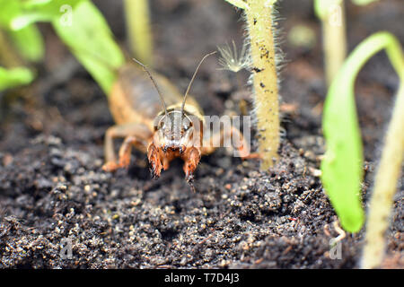 Frontale di close-up di una mole di cricket tra giovani piante di pomodoro Foto Stock