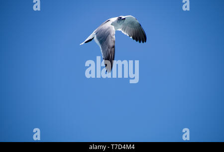 Seagull in volo Foto Stock