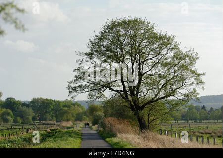 Feldweg am Steinhuder Meer,Winzlar,Bassa Sassonia Foto Stock